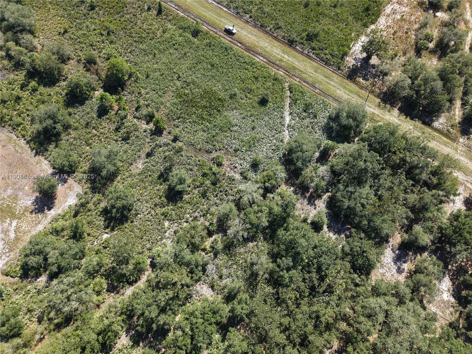 15527 Northwest 252nd Street Okeechobee, FL 34972 - Photo 9 of 32 a view of a forest with a street