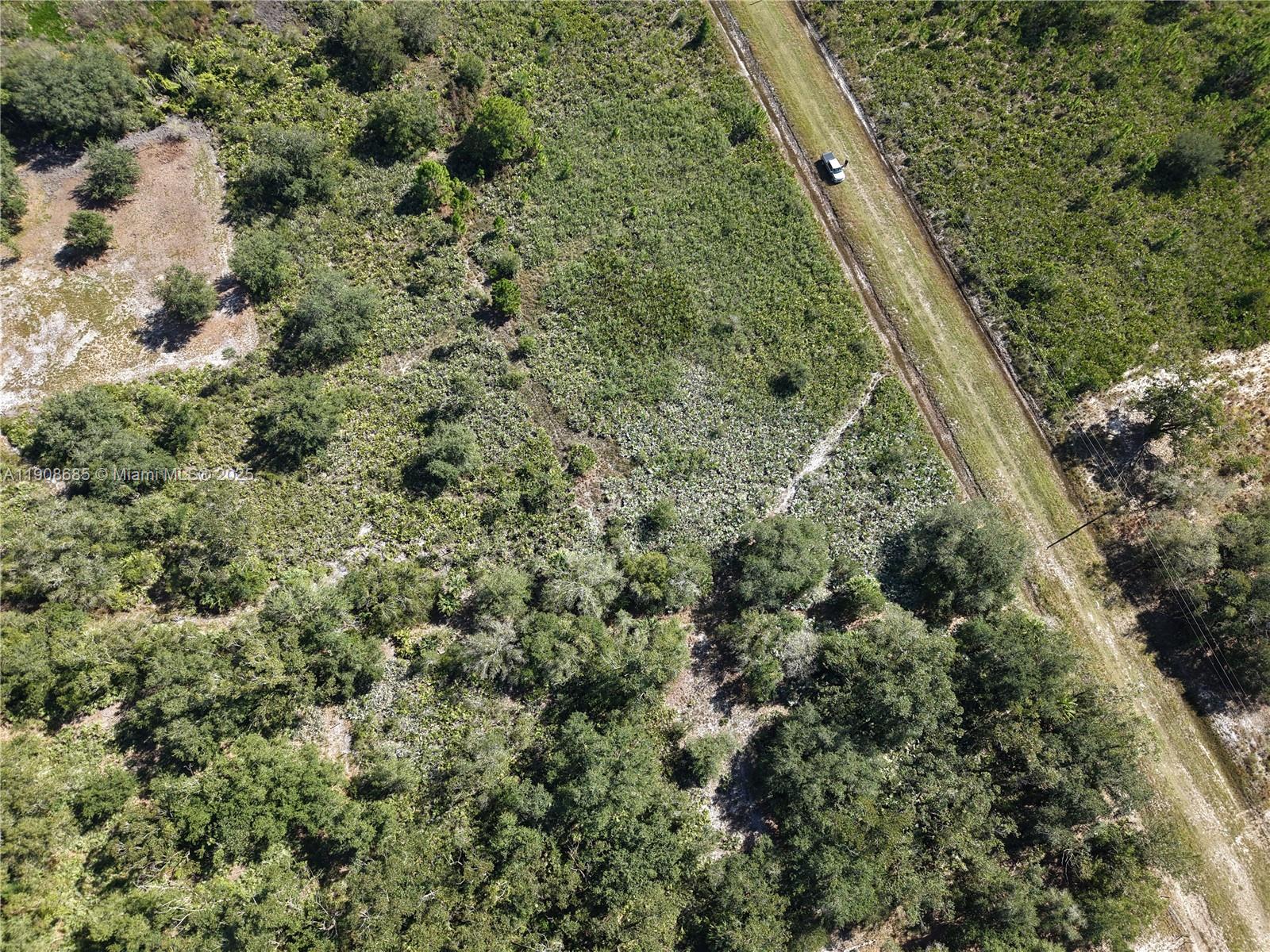 15527 Northwest 252nd Street Okeechobee, FL 34972 - Photo 10 of 32 a view of a forest with a houses
