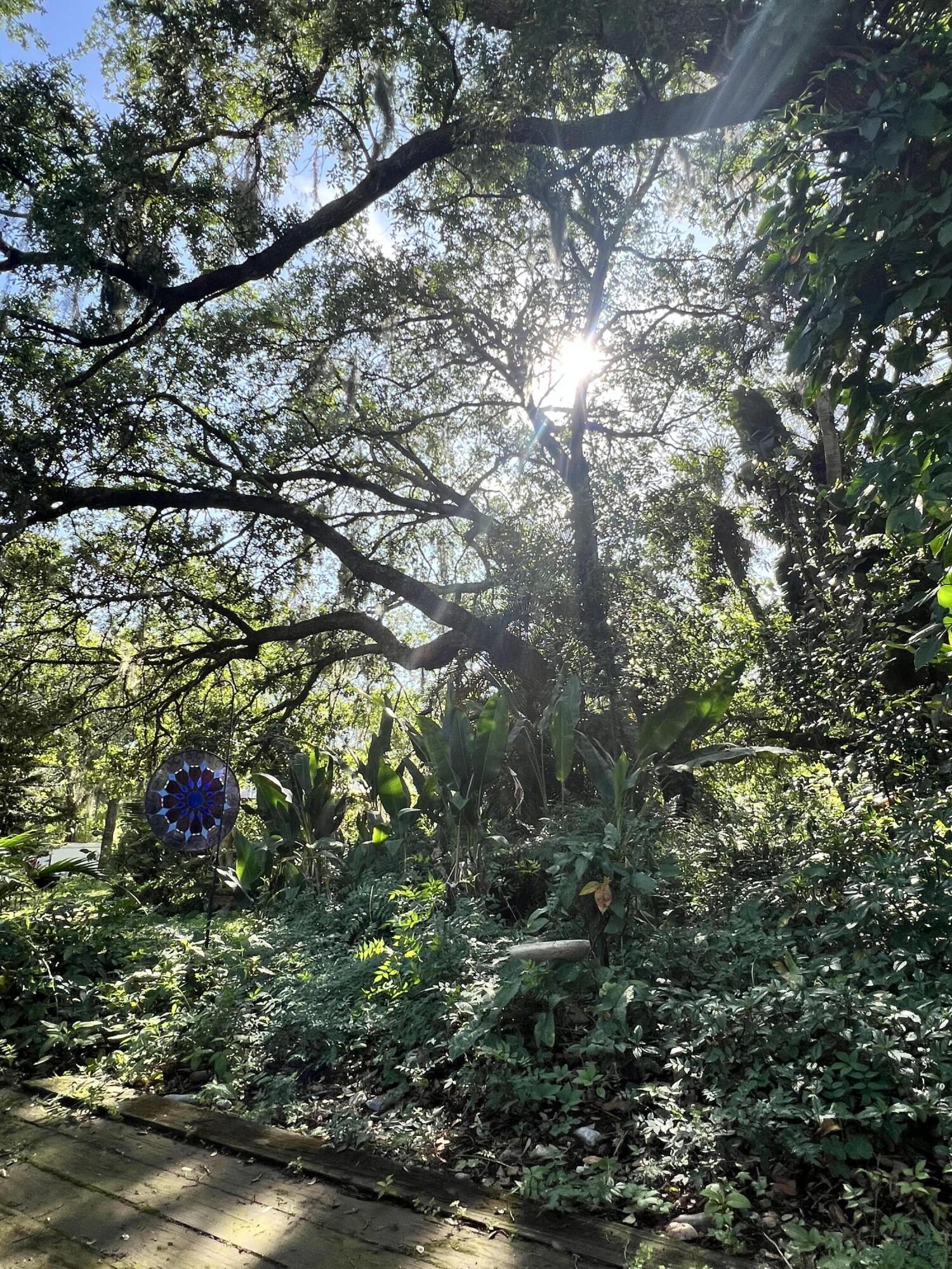 2293 Cox Road Cocoa, FL 32926 - Photo 5 of 18 a view of a tree in a yard