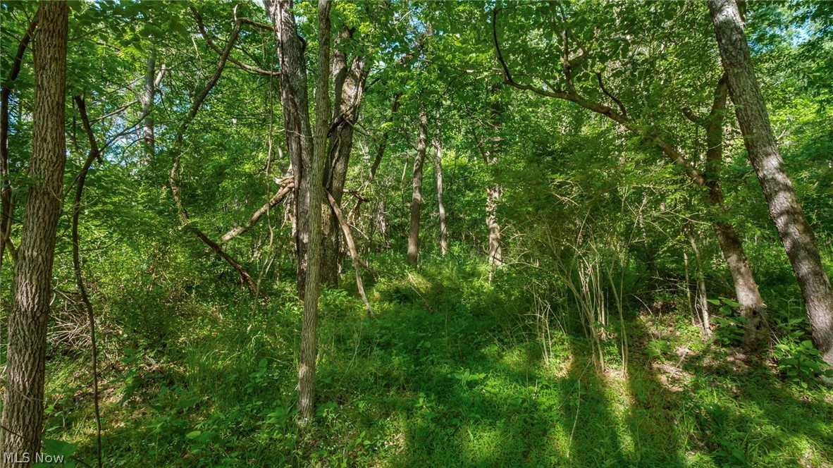 5911 Reform Road Northeast Newark, OH 43055 - Photo 13 of 19 Mature trees and dense foliage create a natural, verdant landscape