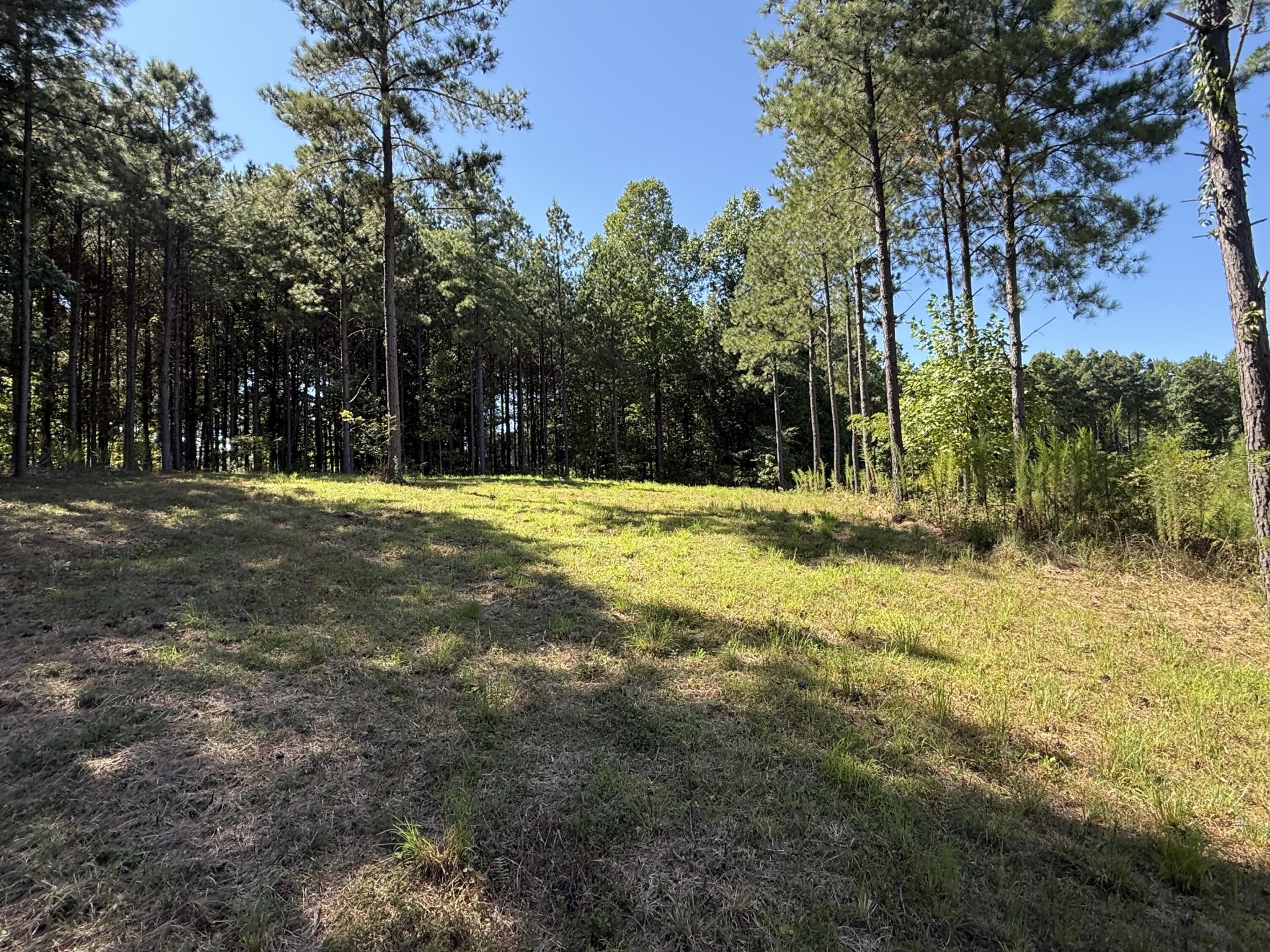 350 Crockett Loop Jasper, TN 37347 - Photo 23 of 55 a view of outdoor space with trees all around