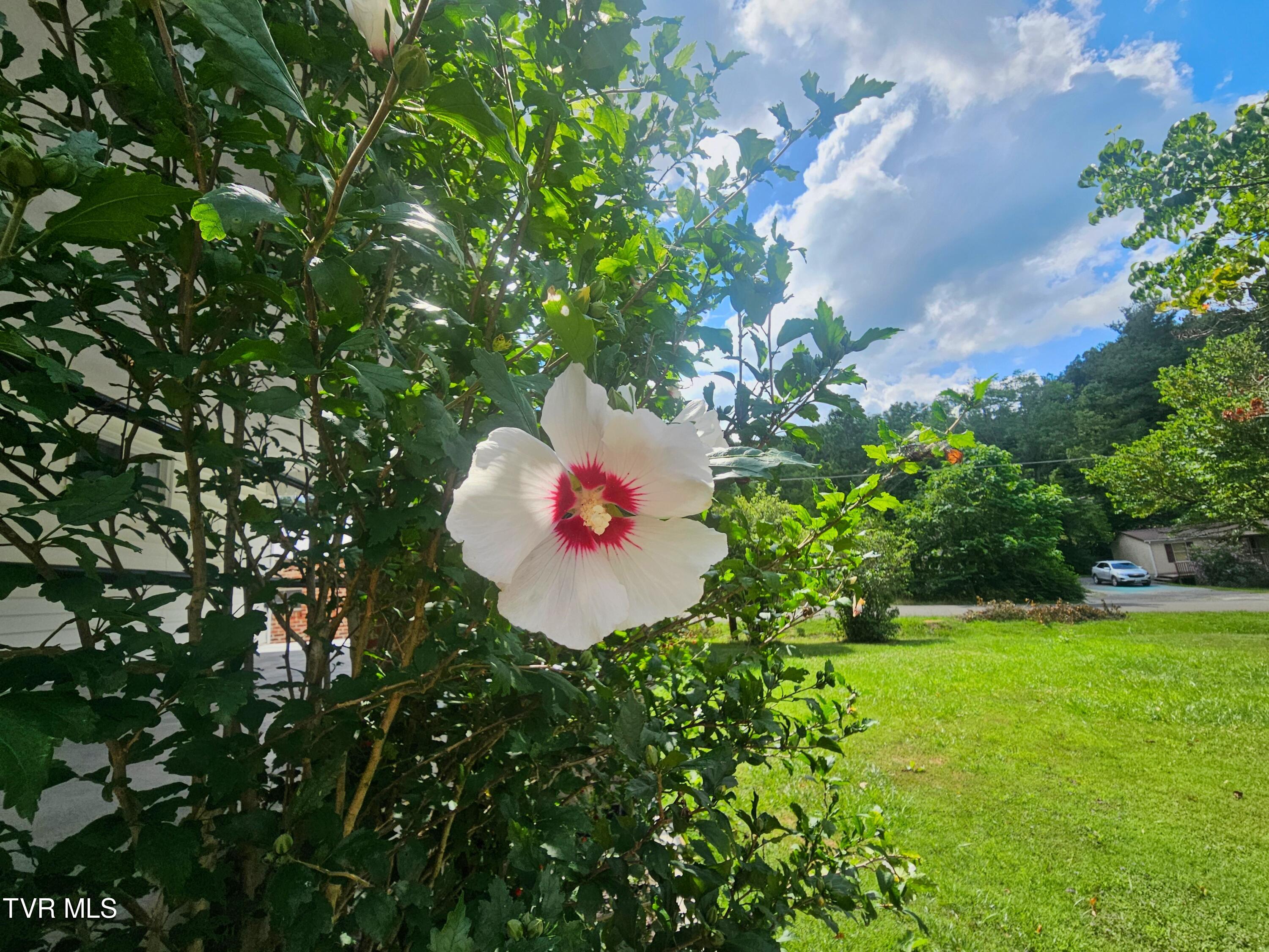 5643 Freeman Road Wise, VA 24293 - Photo 64 of 66 flower 2
