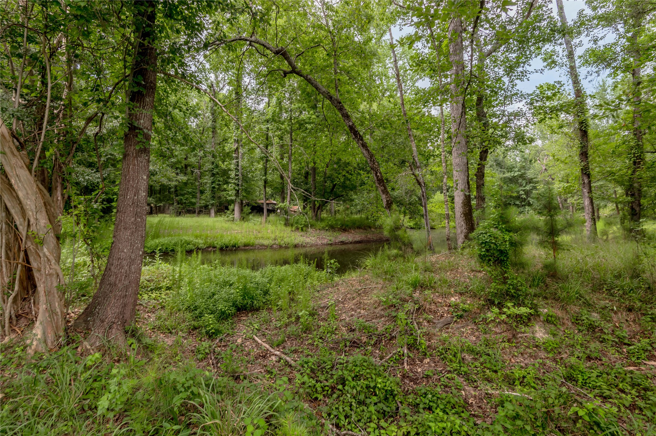 438 Cody Road Trinity, TX 75862 - Photo 11 of 50 Serene wooded area with a small, calm pond surrounded by lush greenery and mature trees, creating a peaceful, natural setting ideal for nature lovers.