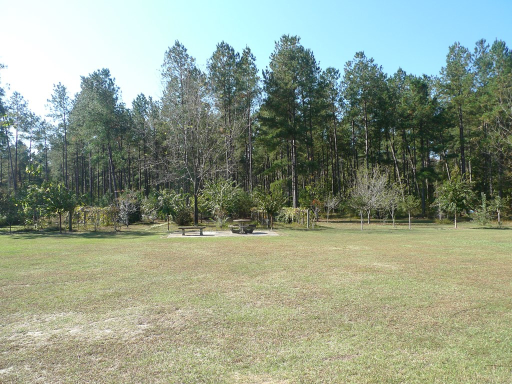 7016 Old State Road Holly Hill, SC 29059 - Photo 6 of 25 back yard