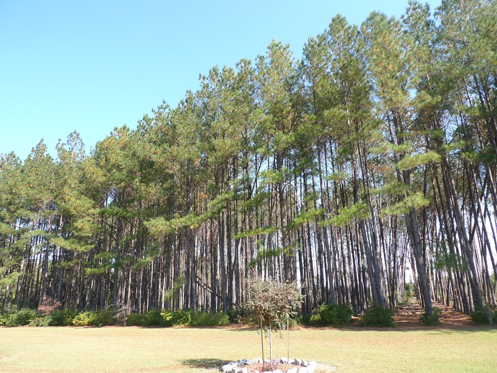 7016 Old State Road Holly Hill, SC 29059 - Photo 7 of 25 planted pines