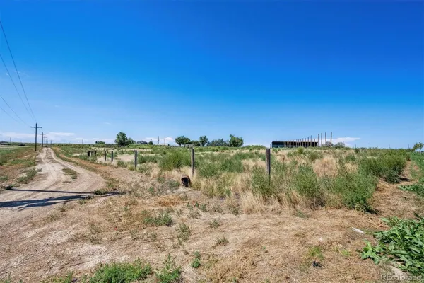 a view of a dry yard with trees