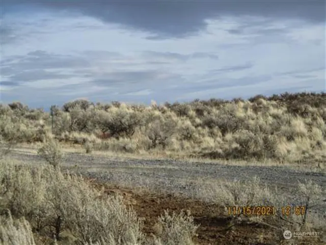 a view of a dry yard with trees