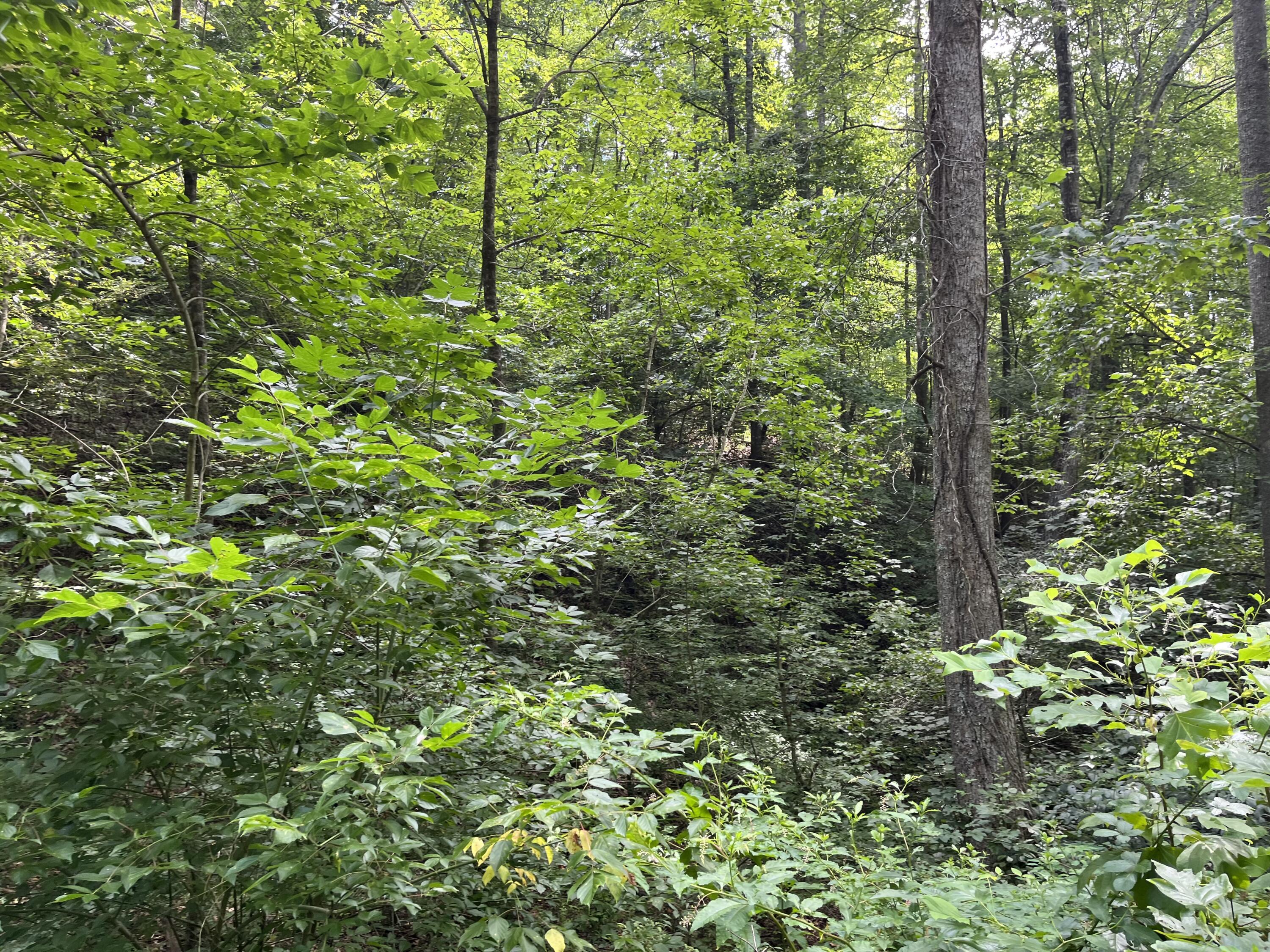 Off Van Hill Road Greeneville, TN 37745 - Photo 11 of 32 IMG_4352