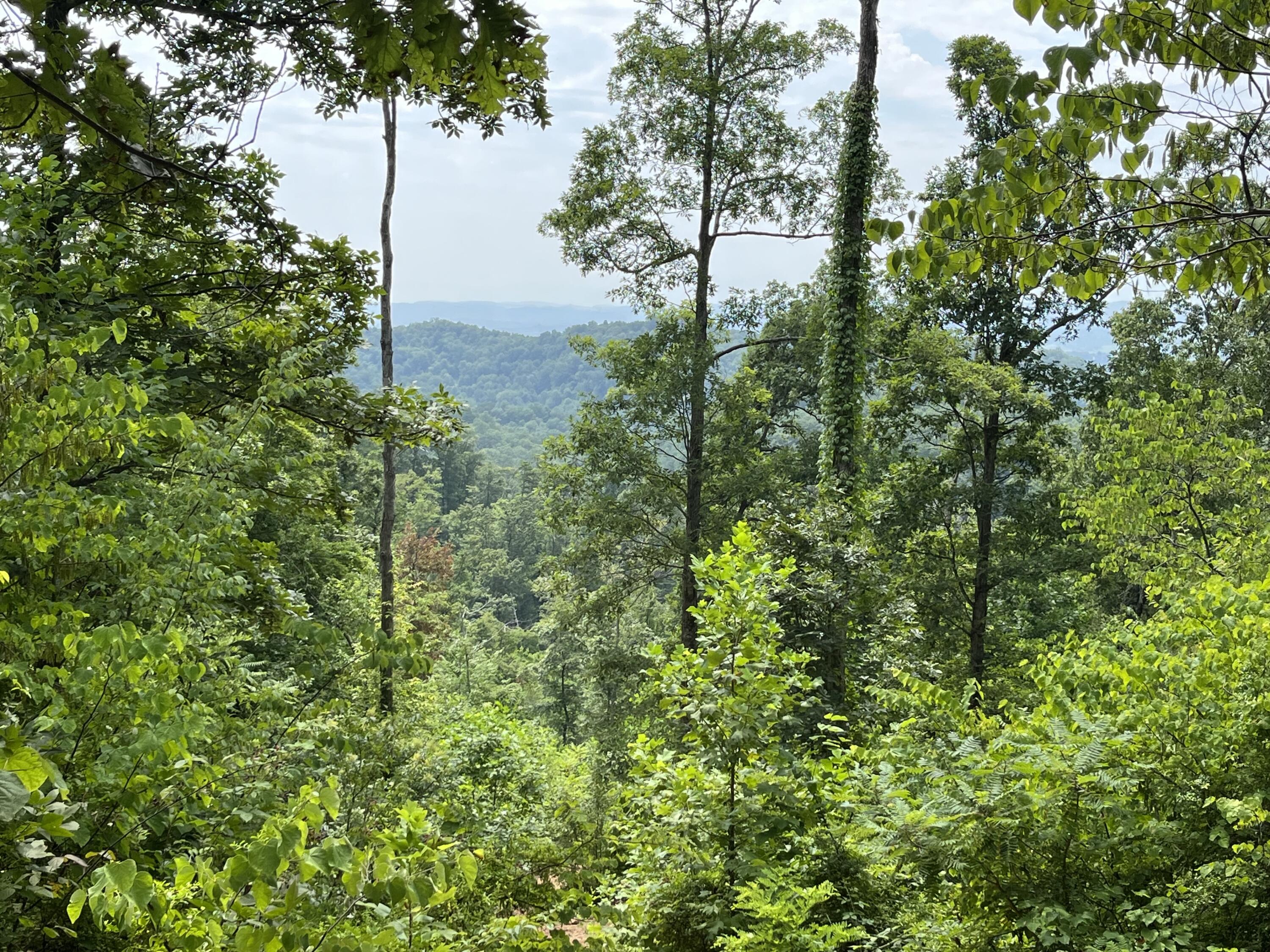 Off Van Hill Road Greeneville, TN 37745 - Photo 3 of 32 IMG_4338