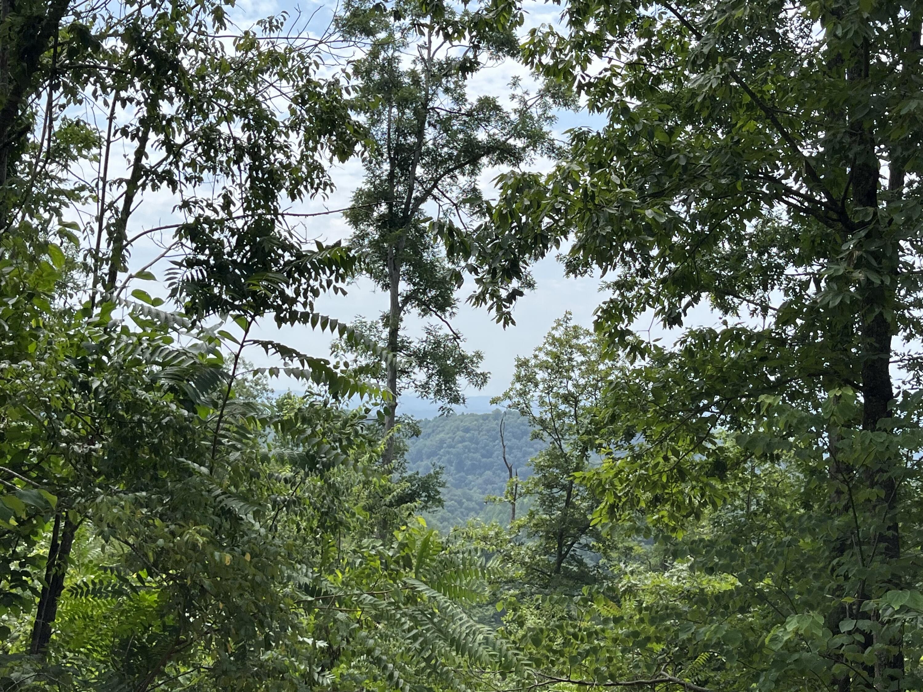 Off Van Hill Road Greeneville, TN 37745 - Photo 4 of 32 IMG_4337
