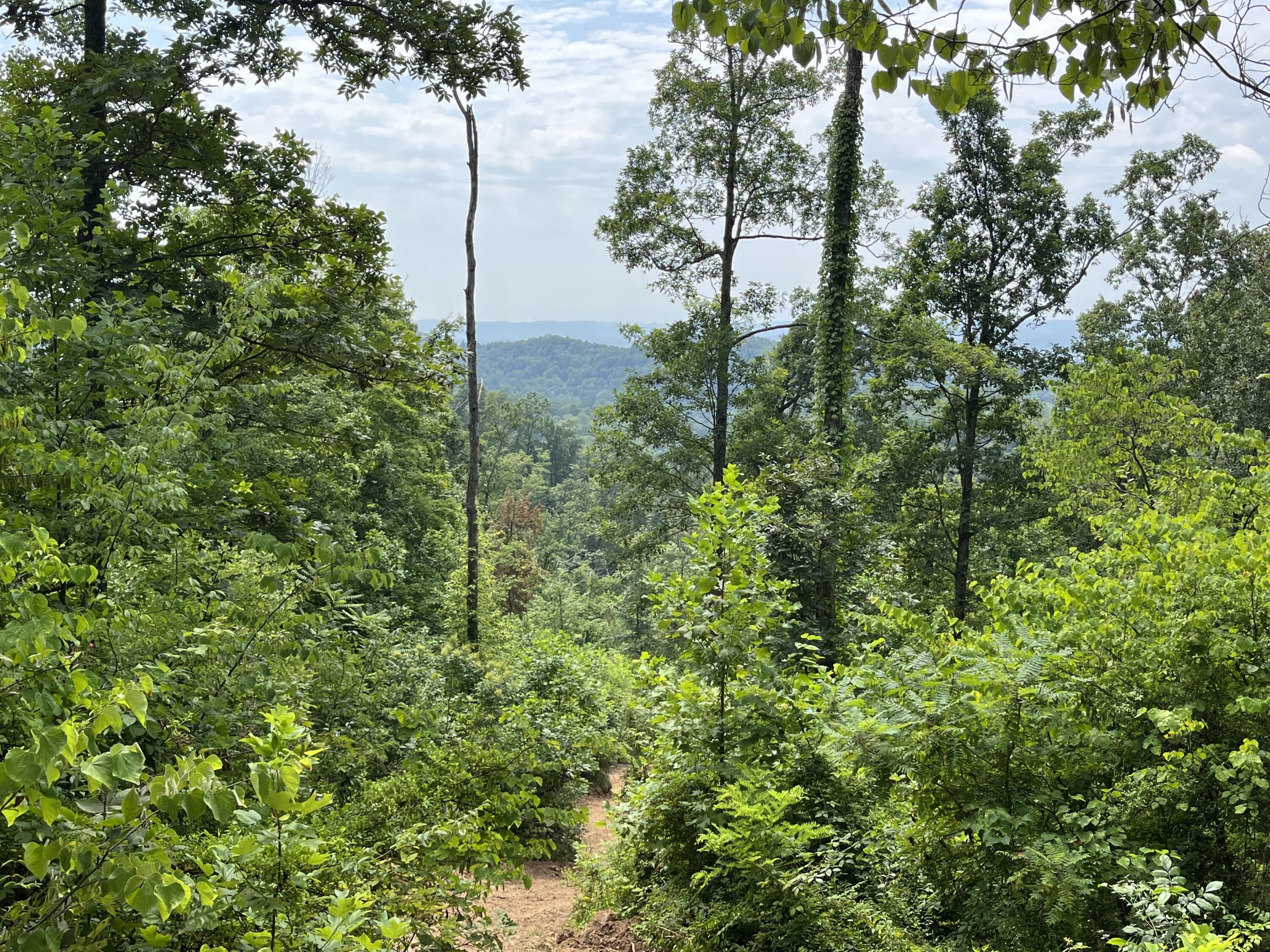 Off Van Hill Road Greeneville, TN 37745 - Photo 6 of 32 IMG_4342