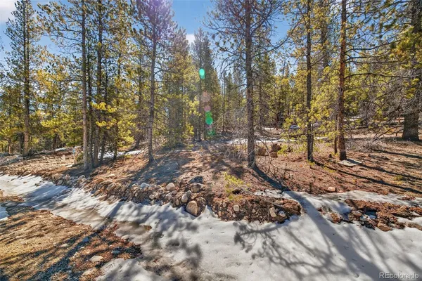 a view of forest
