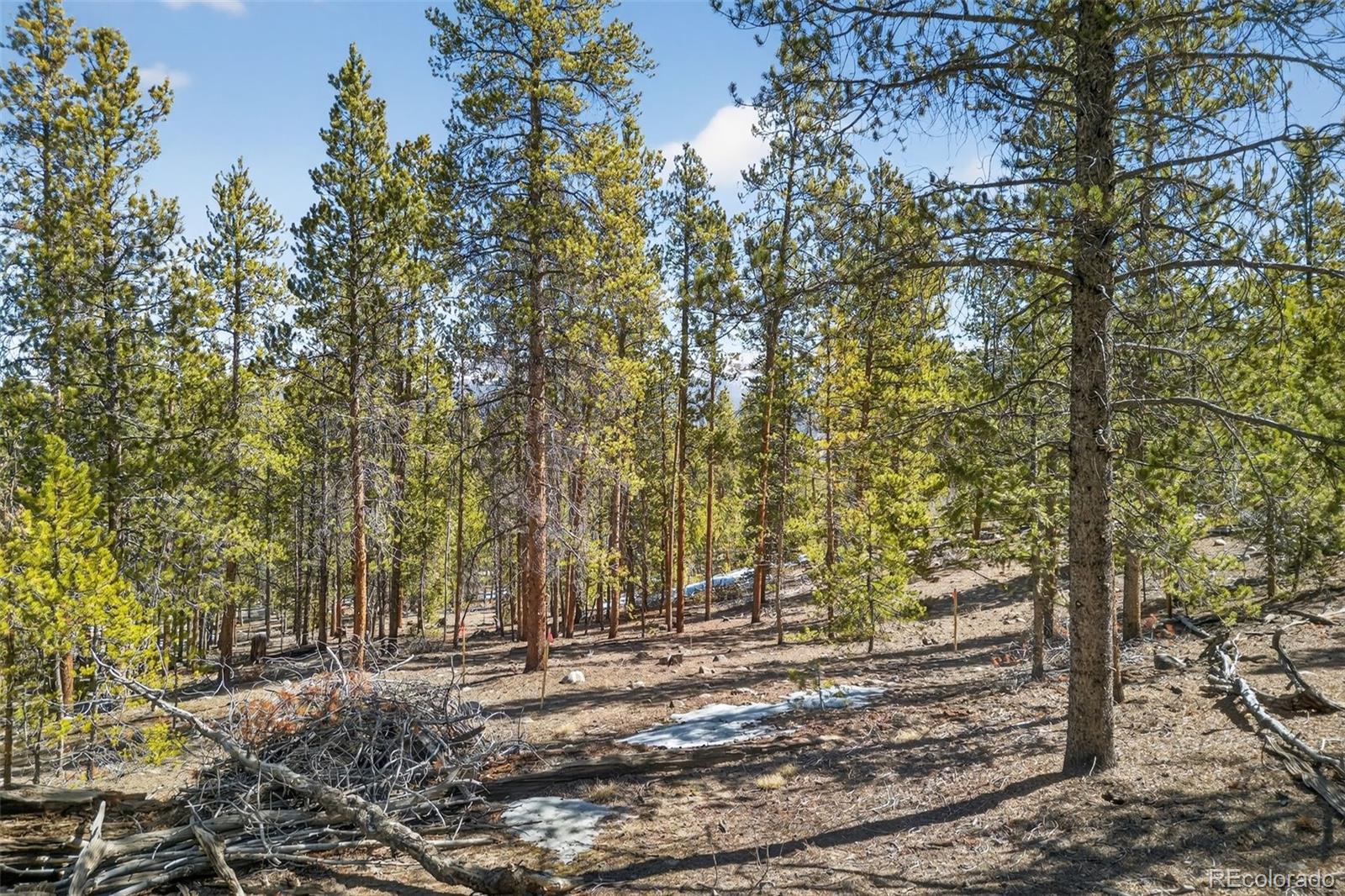 312 Mt Massive Road Twin Lakes, CO 81251 - Photo 24 of 30 a view of a yard with trees