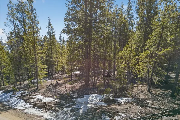 a view of a forest with lots of trees