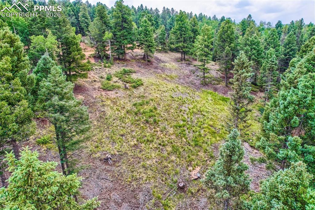 4600 Elk Valley Road Divide, CO 80814 - Photo 9 of 14 a view of a forest with lots of trees