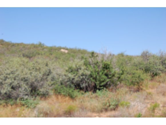 1340 Running Springs Road Dewey, AZ 86327 - Photo 17 of 20 a view of a field with a tree in the background