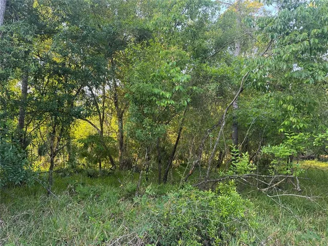 a view of a lush green forest