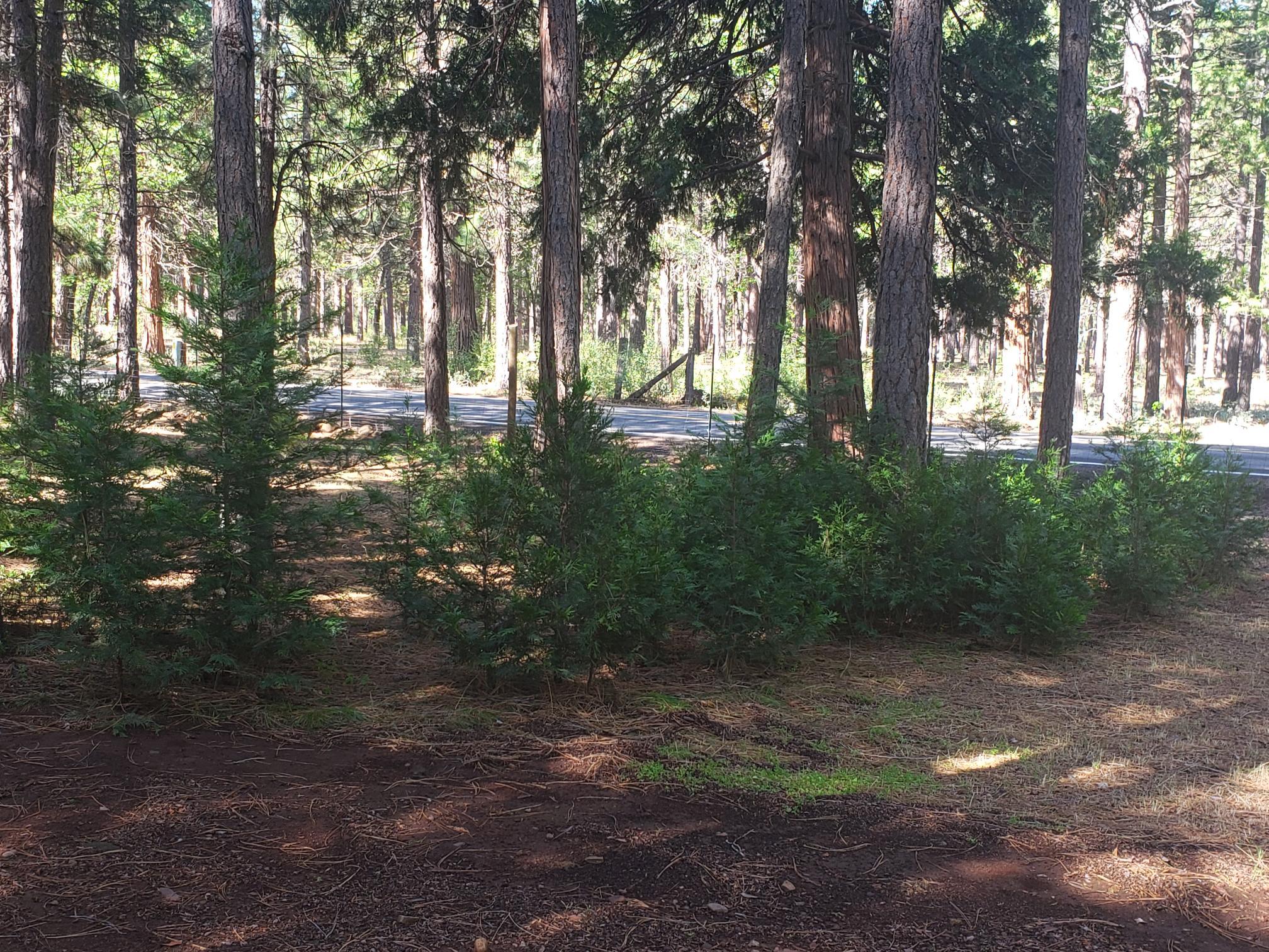 29611 Day Road McArthur, CA 96056 - Photo 13 of 42 day rd 16