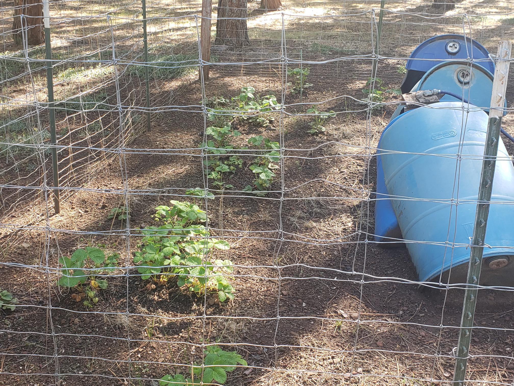 29611 Day Road McArthur, CA 96056 - Photo 17 of 42 fenced garden area