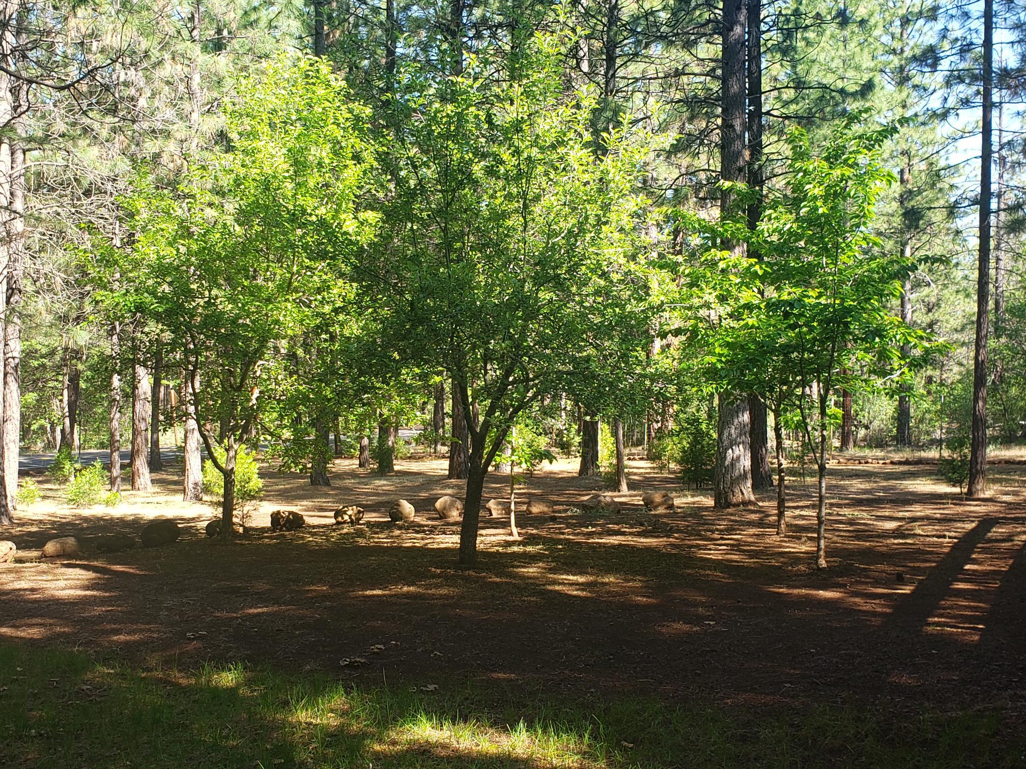 29611 Day Road McArthur, CA 96056 - Photo 2 of 42 fruit trees