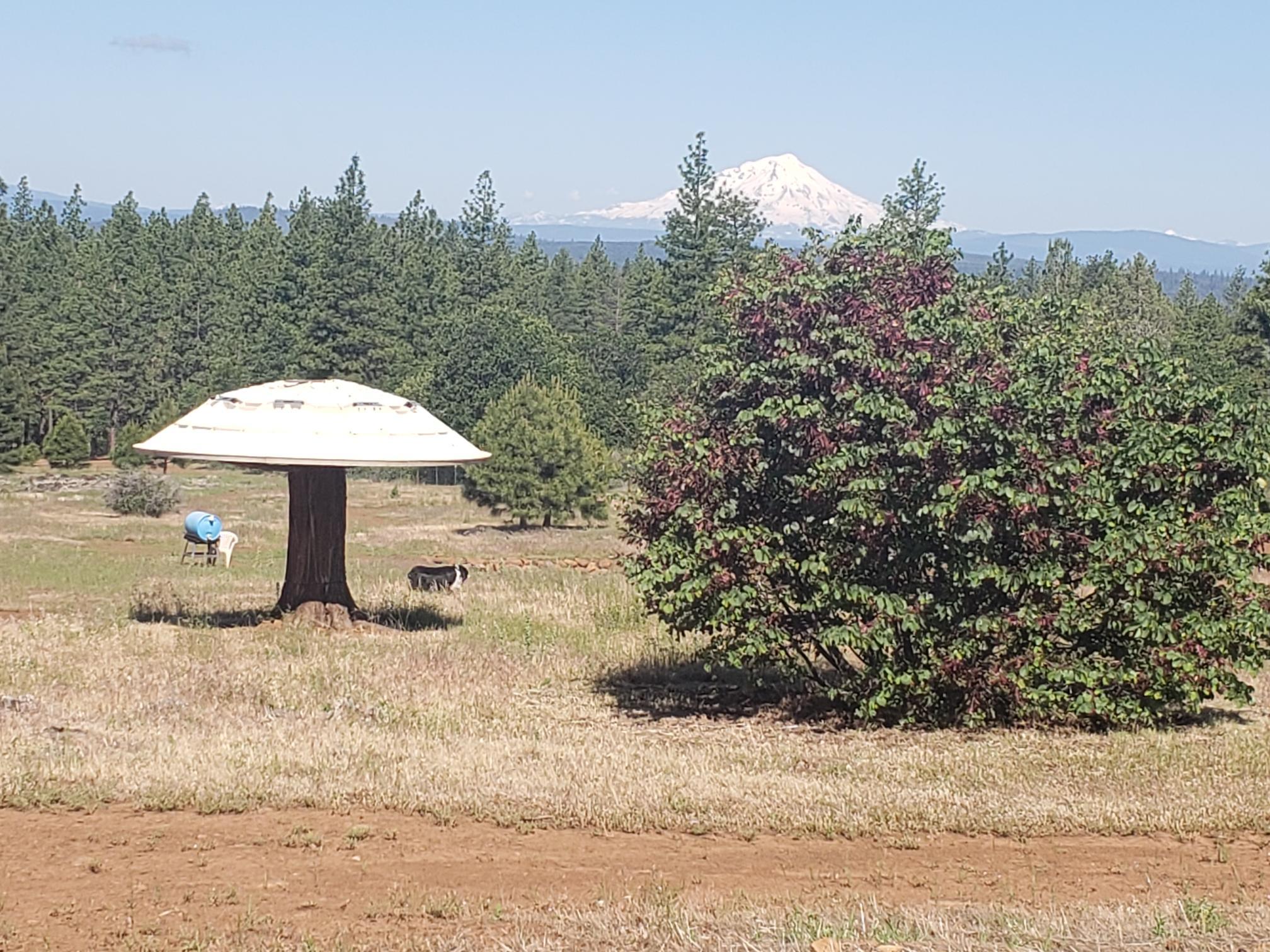 29611 Day Road McArthur, CA 96056 - Photo 25 of 42 mushroom shade