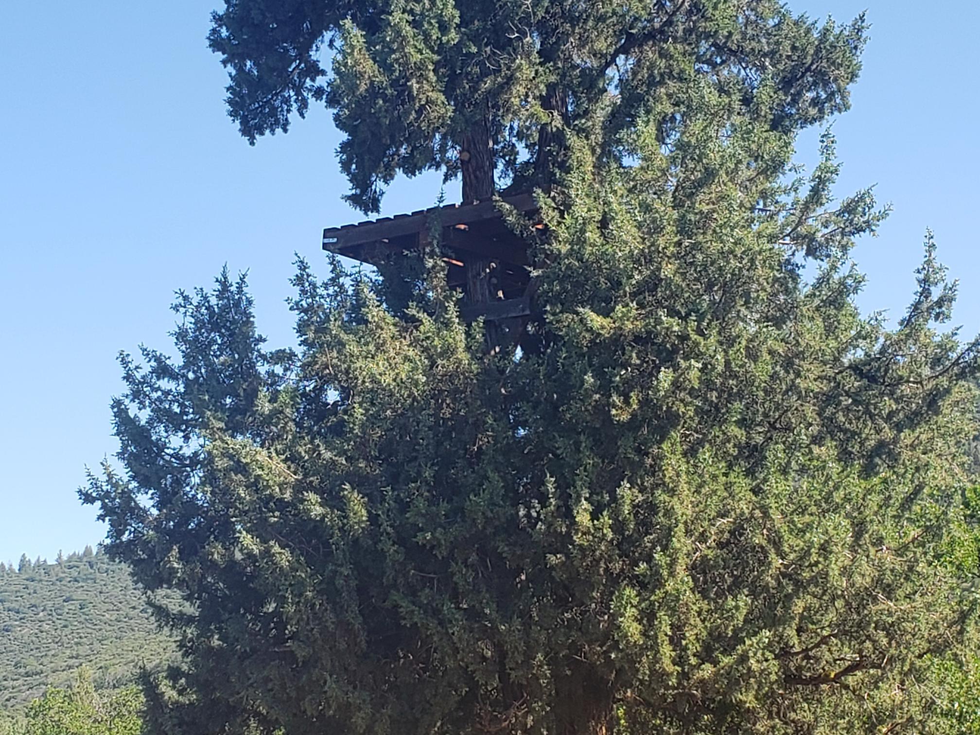 29611 Day Road McArthur, CA 96056 - Photo 26 of 42 tree stand