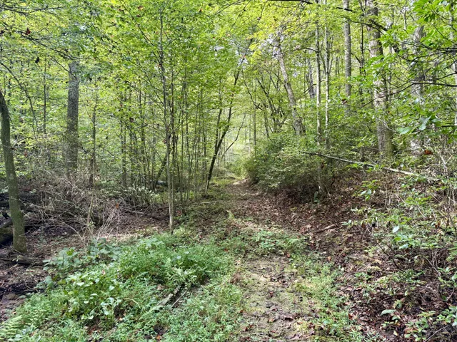 a green field with lots of bushes
