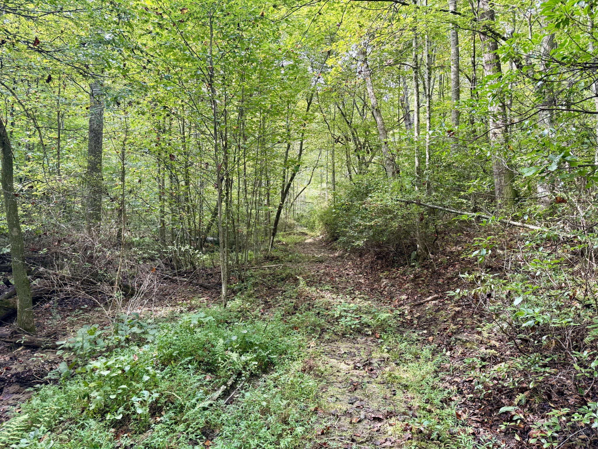 9388 Harrison Ferry Road McMinnville, TN 37110 - Photo 45 of 50 a green field with lots of bushes