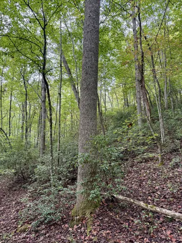 a view of outdoor space and green space