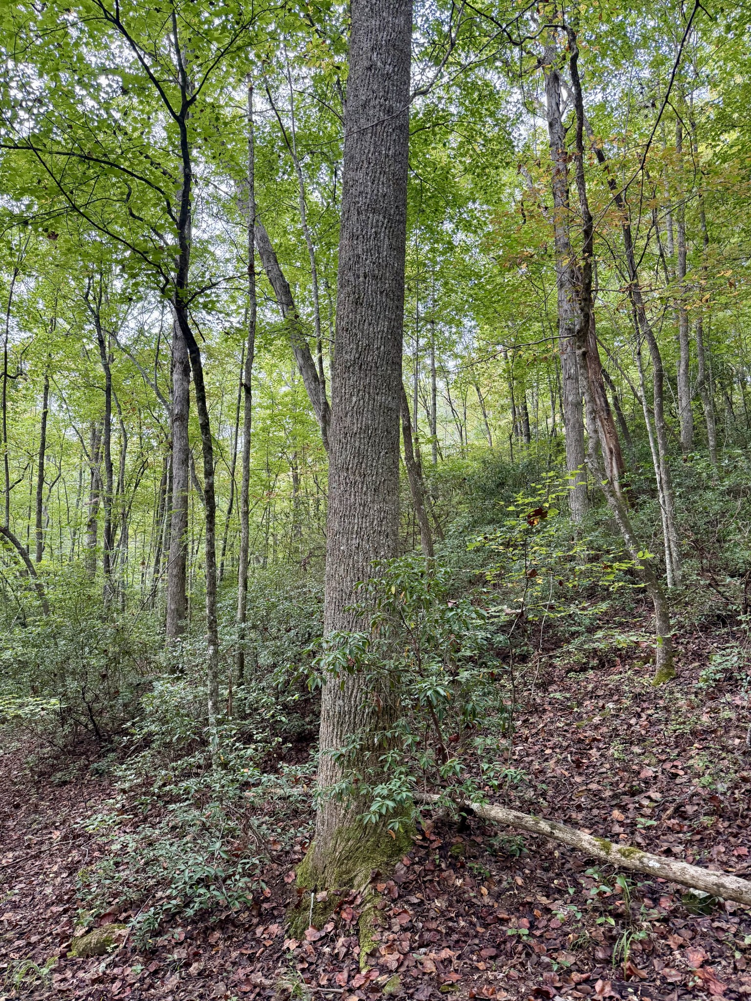 9388 Harrison Ferry Road McMinnville, TN 37110 - Photo 46 of 50 a view of outdoor space and green space