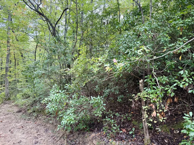 a view of a lush green forest