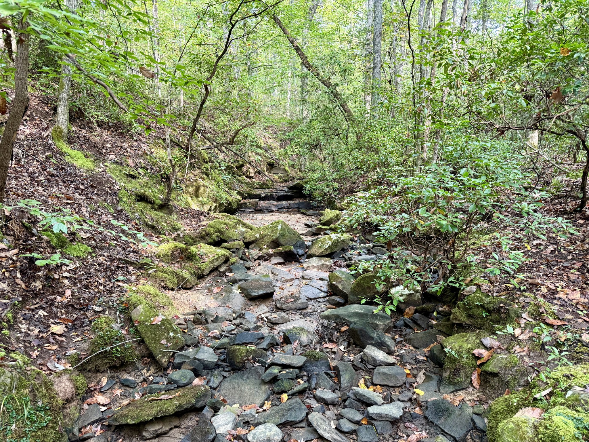 9388 Harrison Ferry Road McMinnville, TN 37110 - Photo 48 of 50 a view of a yard with plants