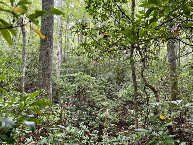 a view of a garden with plants