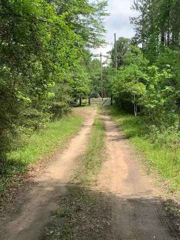 a view of a yard with plants and a large trees