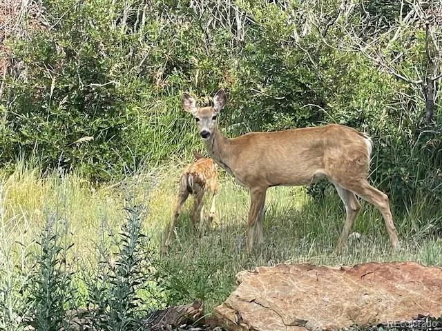 a view of a living room and chandelier with wooden floor