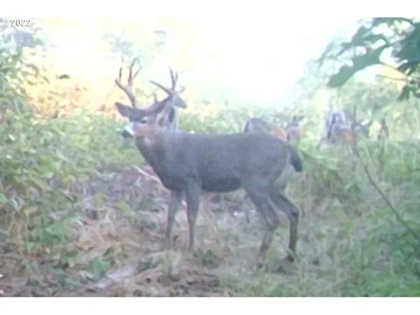 a view of a plant in a yard
