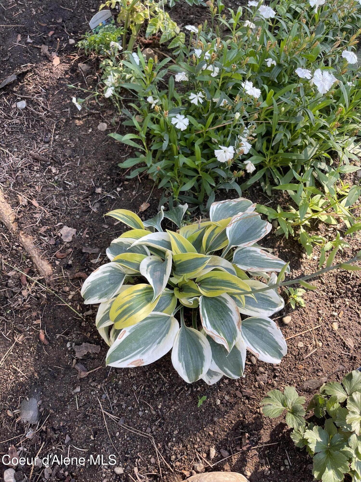 1249 West Shane Drive Coeur D'Alene, ID 83815 - Photo 32 of 42 Front Yard in Spring 3