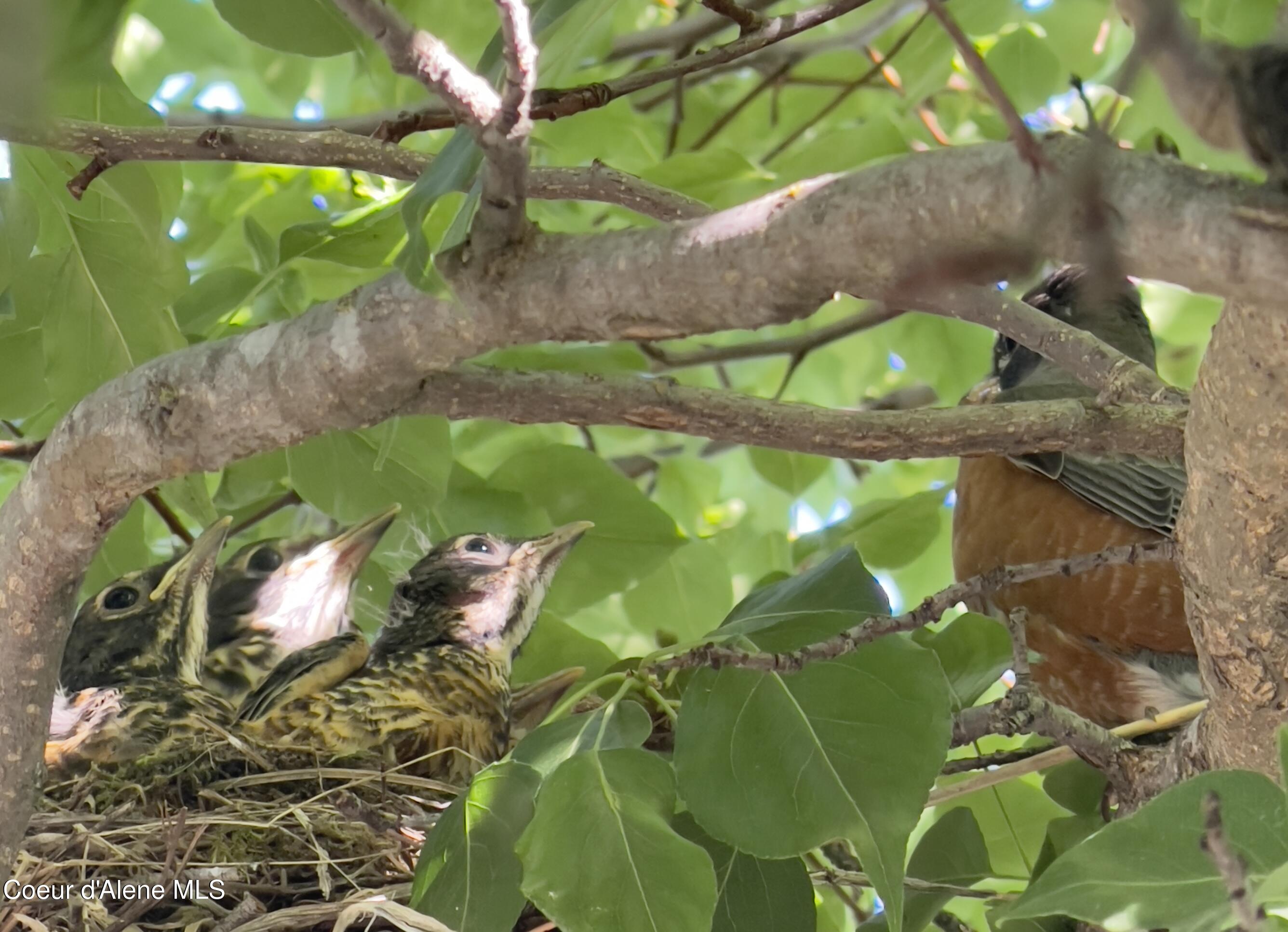 1249 West Shane Drive Coeur D'Alene, ID 83815 - Photo 36 of 42 Annual Visitors