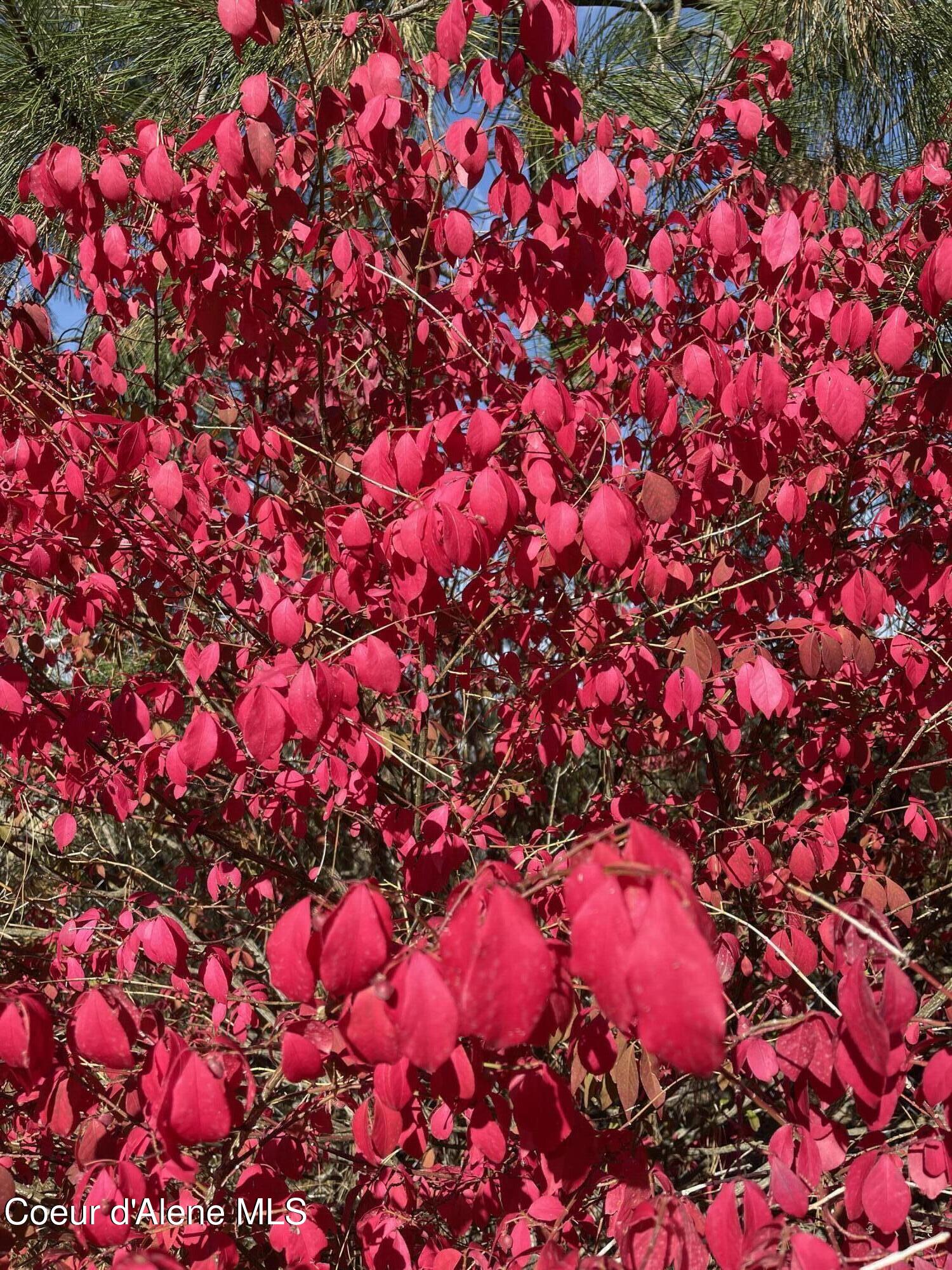 1249 West Shane Drive Coeur D'Alene, ID 83815 - Photo 37 of 42 Backyard Color!