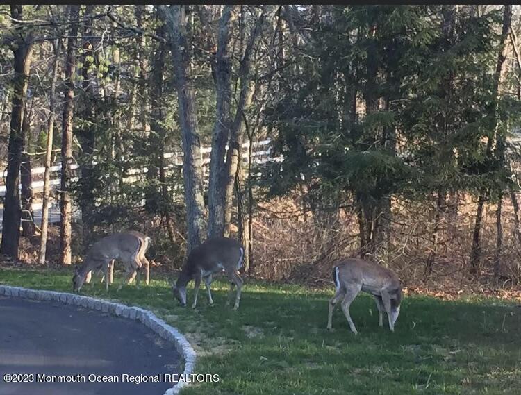 310 Easy Street Howell, NJ 07731 - Photo 36 of 45 a backyard of a house with lots of green space