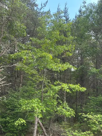 $203,100 | Near Near Eagle Creek Road, Unit TRACT 1075, Three Lakes, WI 54562