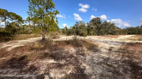 a view of dirt yard with a large tree