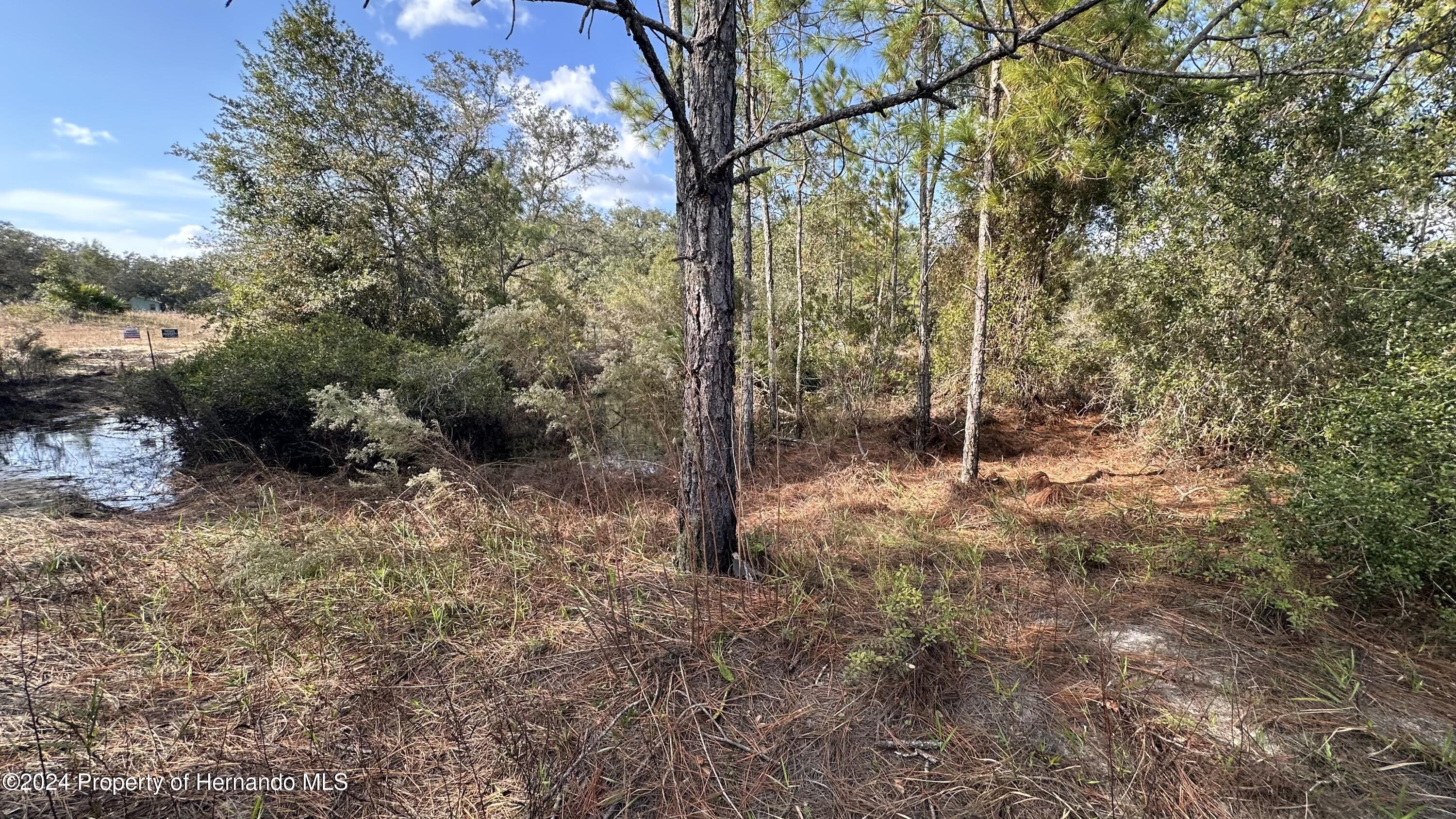 0 Coldrock Dr Ridge Manor Webster, FL 33597 - Photo 2 of 12 a view of a forest with a tree