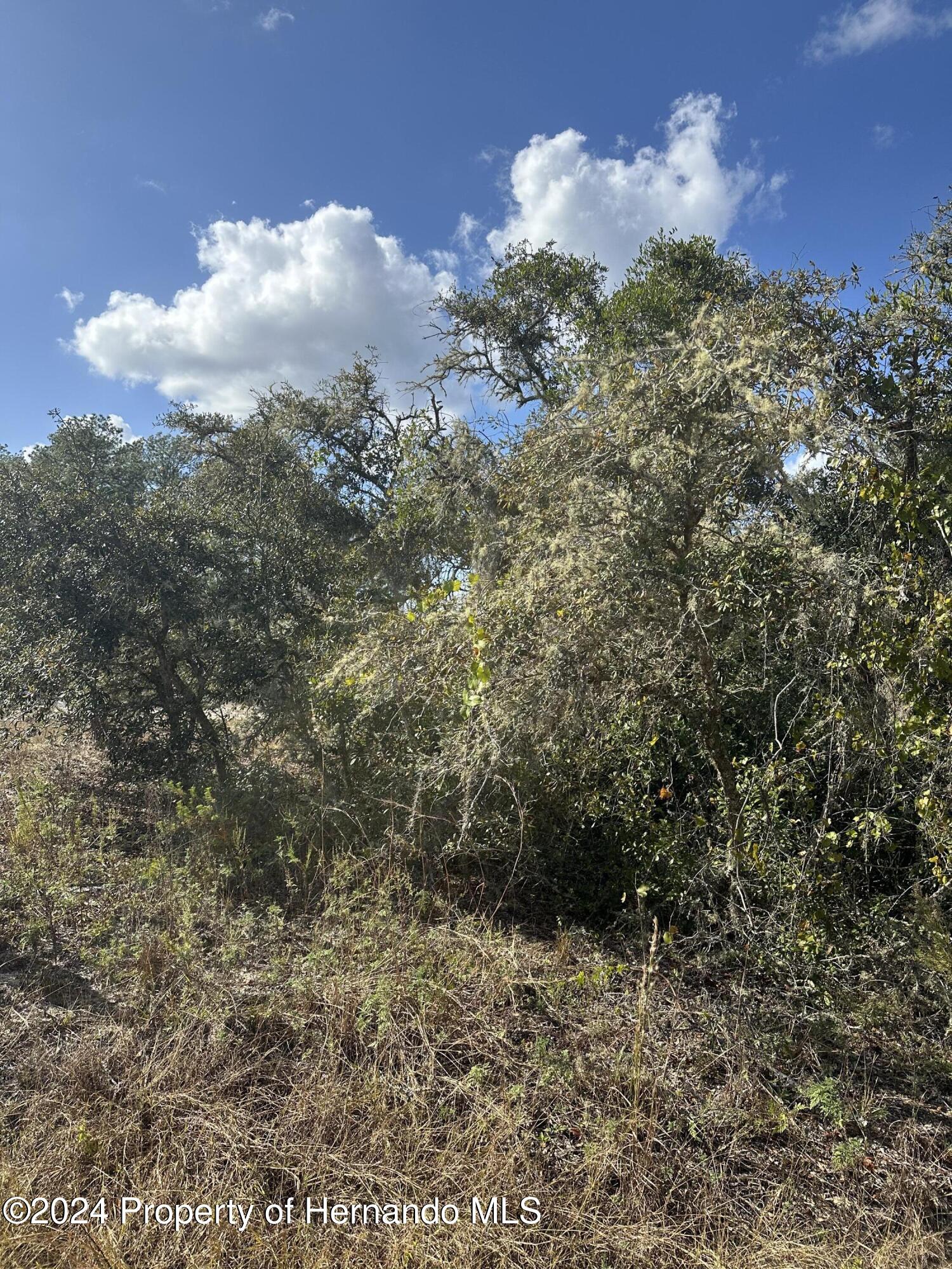 0 Coldrock Dr Ridge Manor Webster, FL 33597 - Photo 4 of 12 a view of a bunch of trees