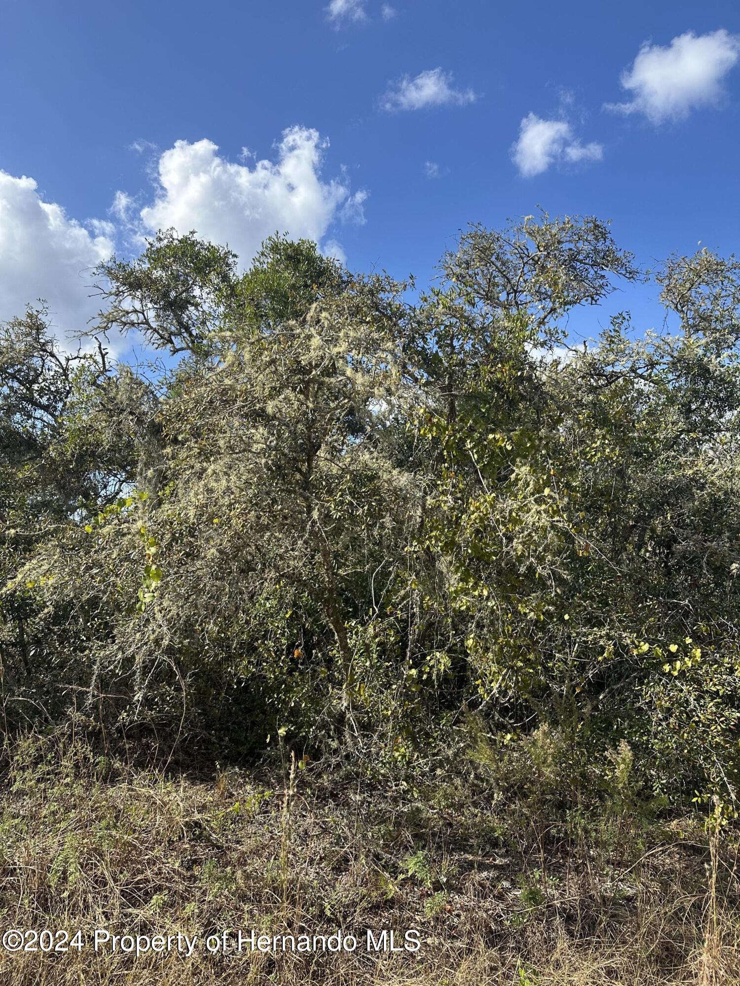 0 Coldrock Dr Ridge Manor Webster, FL 33597 - Photo 5 of 12 a view of a bunch of trees