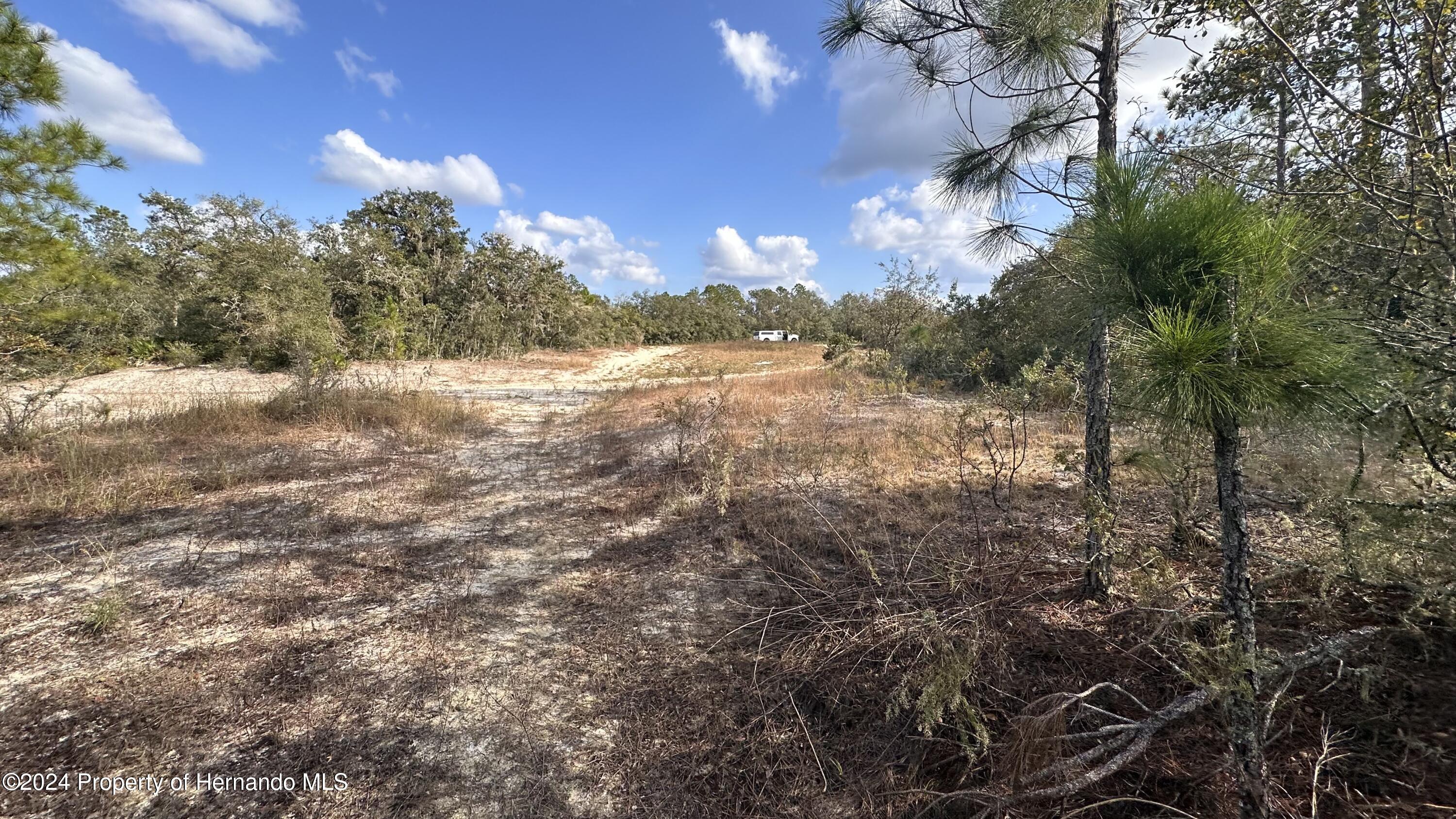 0 Coldrock Dr Ridge Manor Webster, FL 33597 - Photo 7 of 12 a view of a yard with a tree