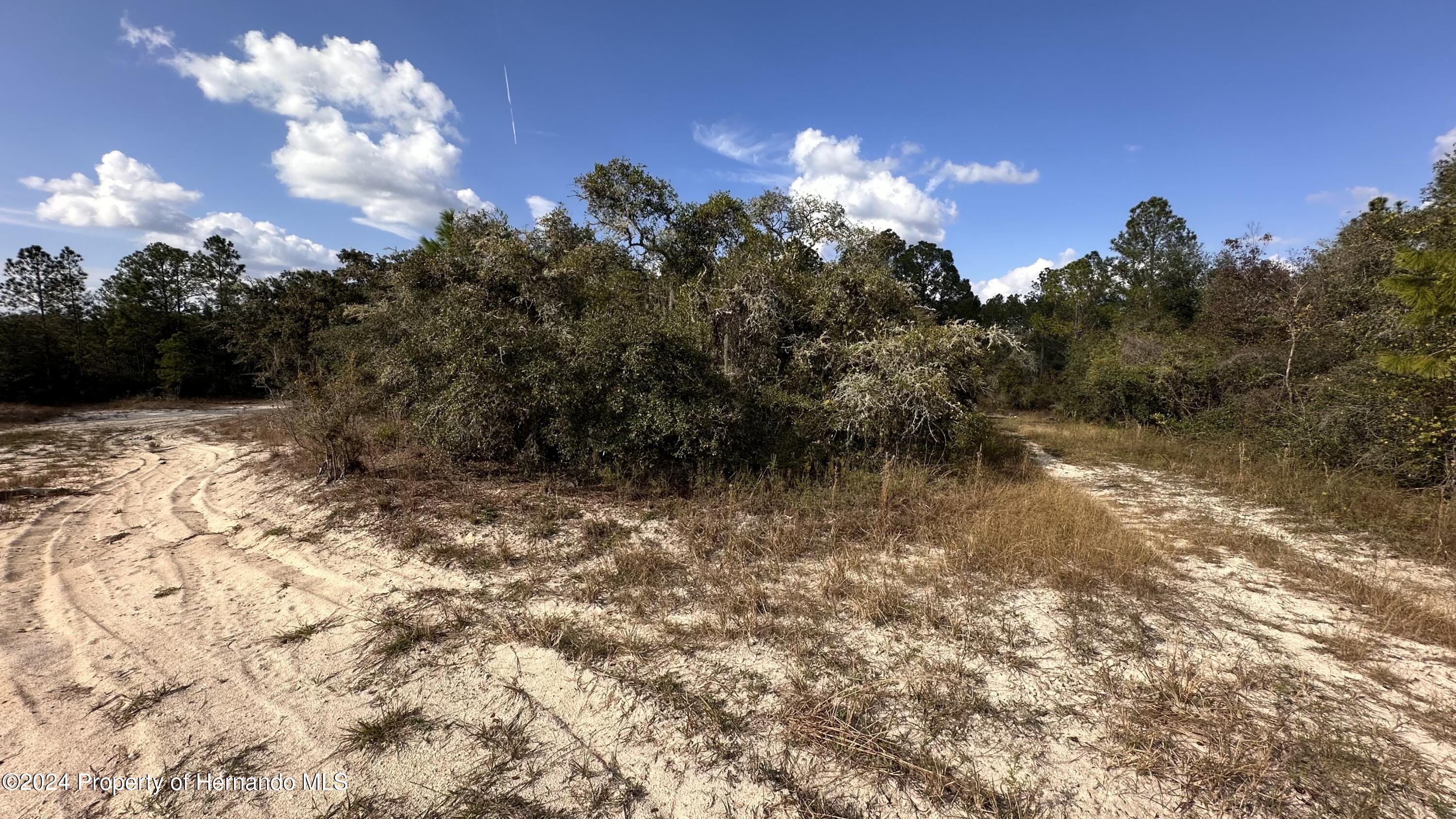 0 Coldrock Dr Ridge Manor Webster, FL 33597 - Photo 10 of 12 a view of a yard with a tree