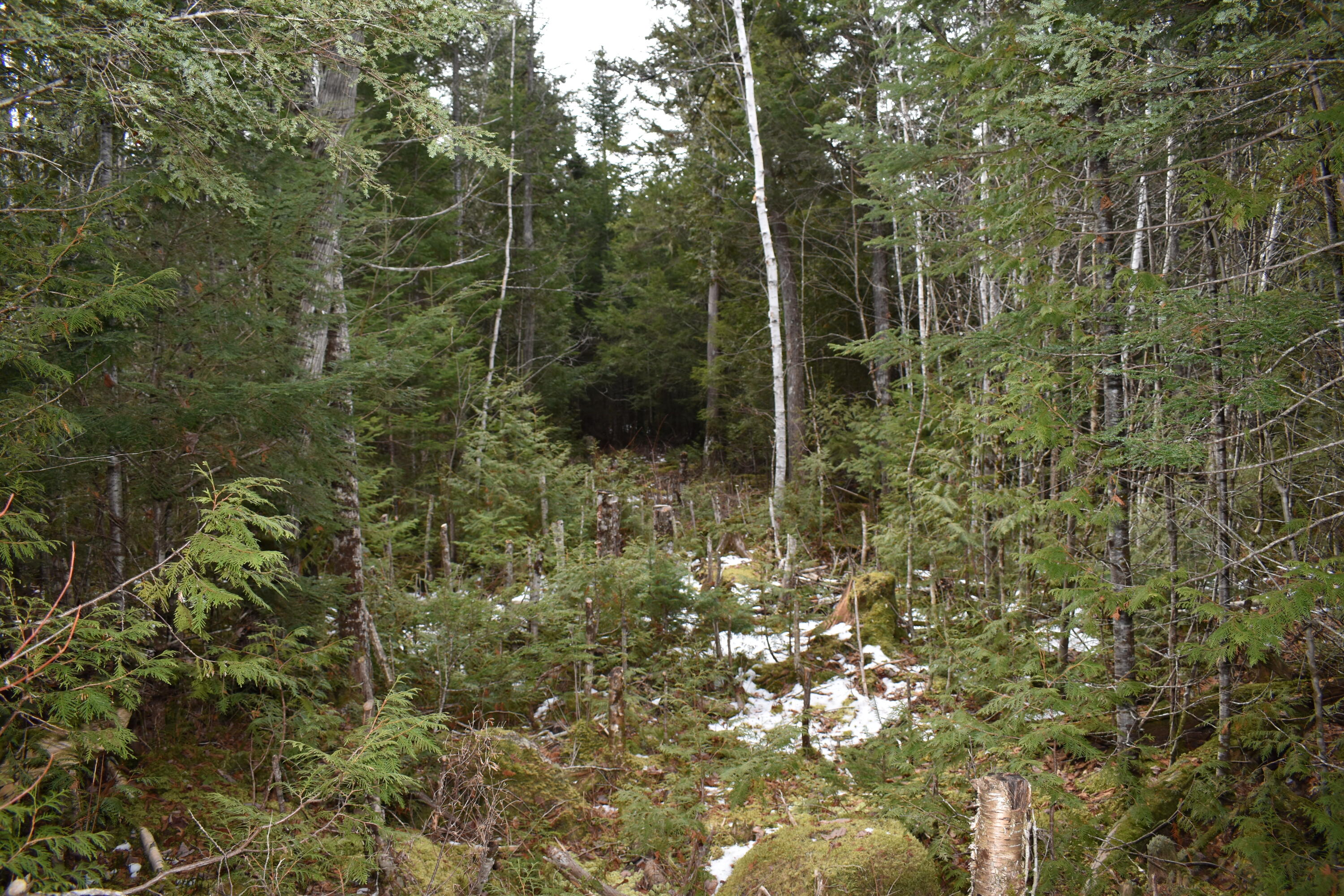 9 Upper Dobsis Road Lakeville, ME 04487 - Photo 29 of 29 DSC_0681