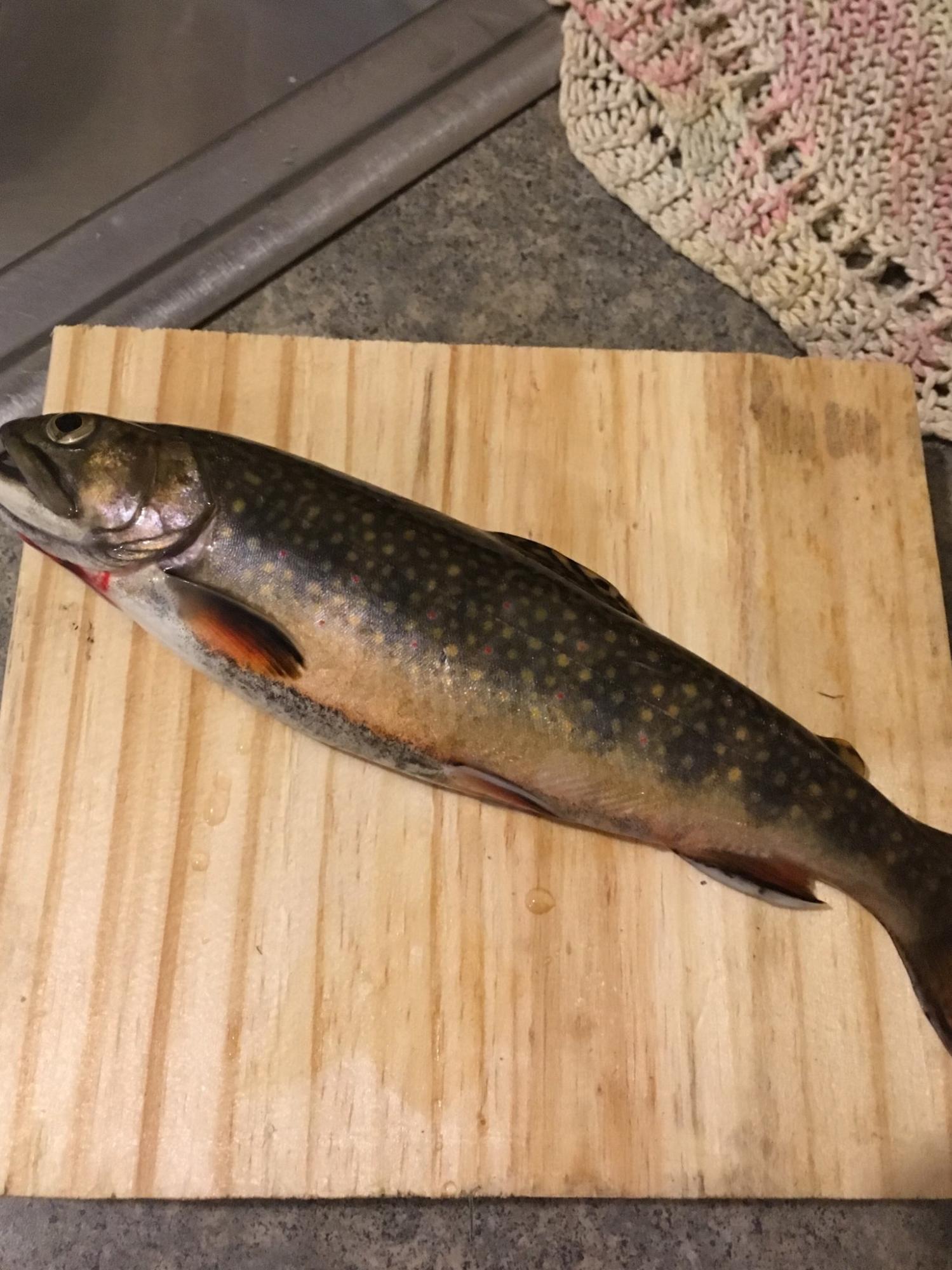 5313 11 Mile Road Remus, MI 49340 - Photo 16 of 16 brooktrout