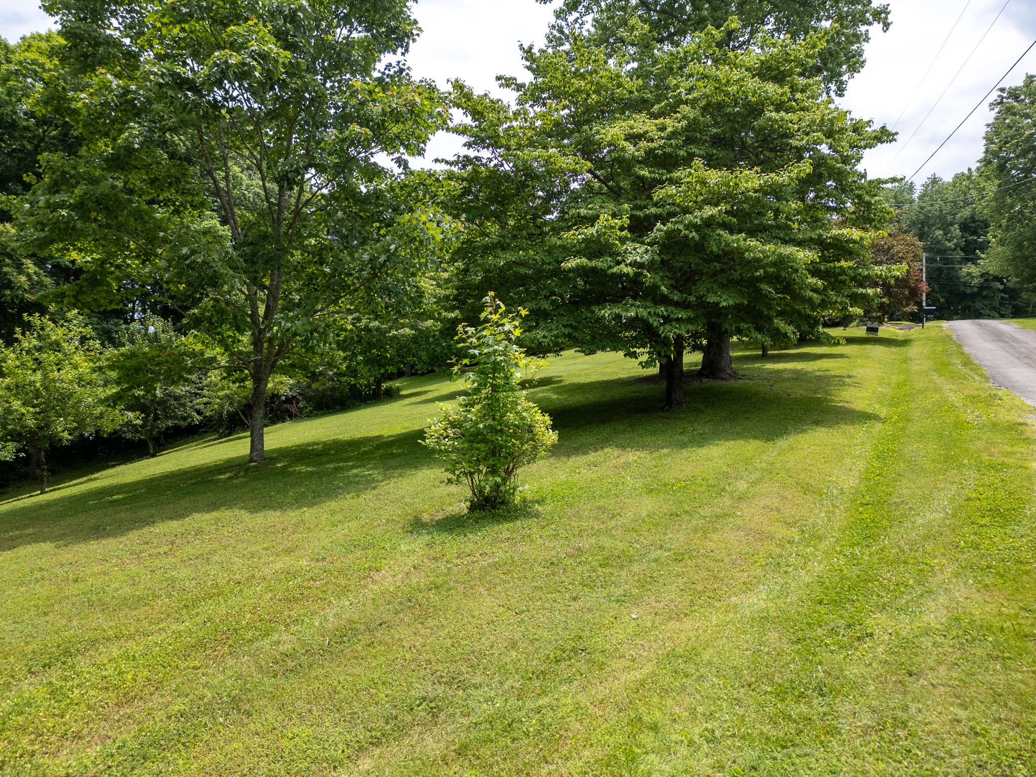 a view of a trees with swimming pool